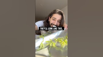 How to make use of cucumber peels! creative explained