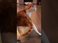😹 Cats Doing Cats Things 😹 #shorts #funnycat #fyp