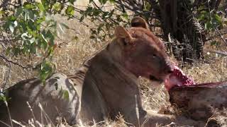 Episode 2: Lounging Lions - Ongava Game Reserve