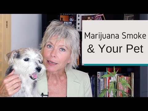 Vidéo: Comment La Marijuana Affecte-t-elle Les Chiens Et Les Chats ? - Comment Le Pot Affecte Les Chiens