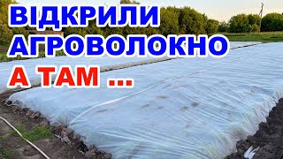 Вирощування капусти та салату під агроволокном