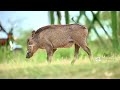 This Warthog Walks Like It Owns the Savannah | Slow Motion Wildlife