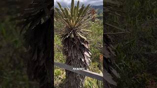 DATO CURIOSO DE LOS FRAILEJONES😱#datoscuriosos #viral #shorts #campo #colombia #fraile #amazing #art