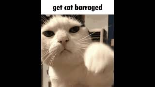get cat barraged