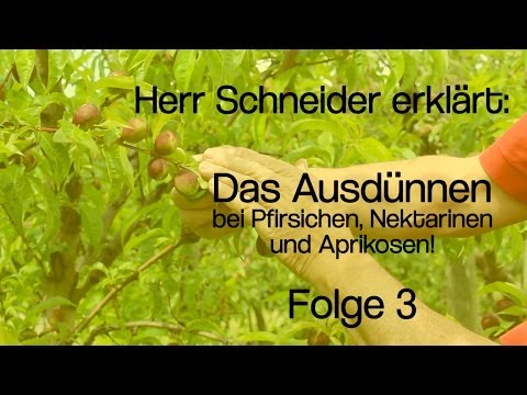 Video: Einen Pfirsichbaum ausdünnen: Wie man Pfirsiche ausdünnt