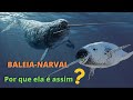 BALEIA-NARVAL! O UNICÓRNIO DO MAR! UM DOS ANIMAIS MAIS INCRÍVEIS DO MUNDO!