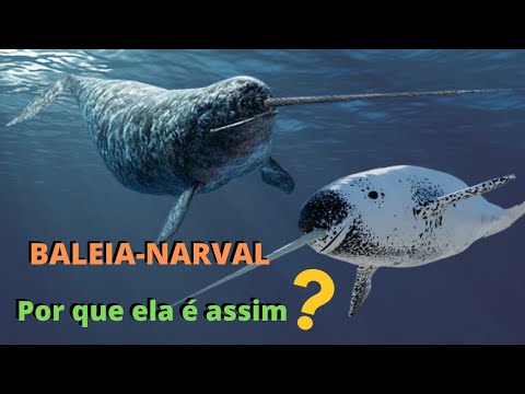 Vídeo: Para que os narvais usam seus chifres?