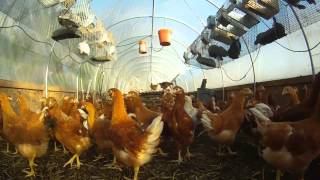 Farm Friday #1 - Winter Cows, Pigs and Layer Pullets
