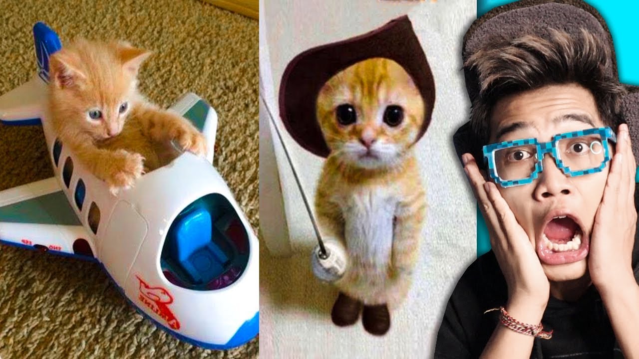 BEGINILAH KELAKUAN KUCING ORANGE JIKA SEMUA BERSATU MENGUASAI BUMI!!! *MASALAH BESAR*