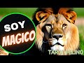 LEON 🦁 Animal de PODER Mision Espiritual,  Magico Simbolismo, características cosas que no sabias