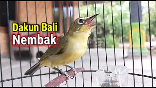 Pleci Dakun Bali Ngeplong Isian