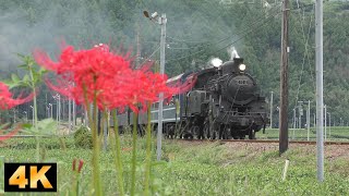 Oigawa Railway,September to October 2019,SL (Steam Locomotive)/大井川鉄道 2019年9月～10月SL（蒸気機関車）