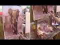 Слон. Живопись маслом с использованием фактурной акриловой пасты. Elephant. Oil painting.