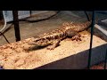 Fingers Rotten Off Colombian Tegu Rescue Day 2 | Shedding Time and Trust Building