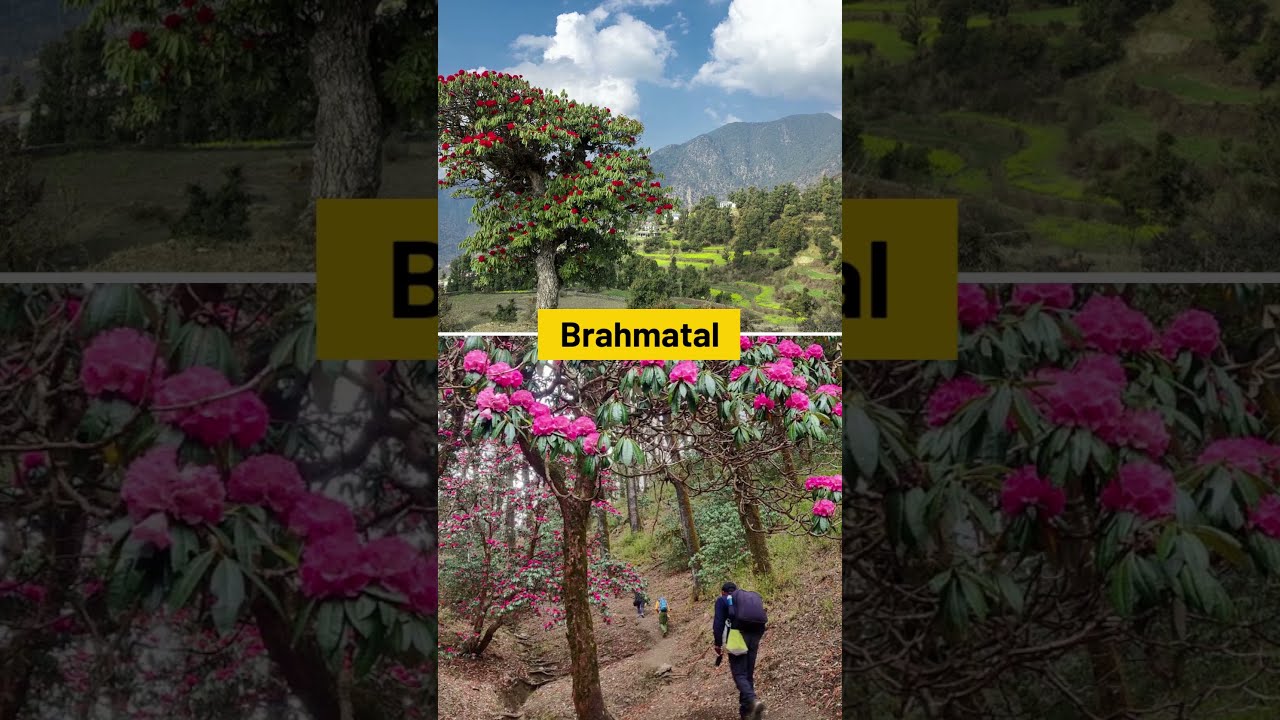 3 Treks To Do In March - Blooming Rhododendrons 