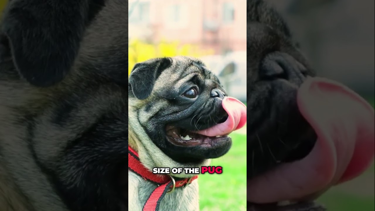 Puggle: The Purposefully Created Dog Breed You Didn't Know! 