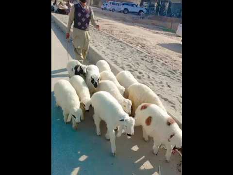 CUTE LOVE STUMPING FOOT ANGRY BABY SHEEP Trendingshorts Shorts Cute 