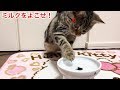 水とミルクであからさまに態度が豹変する子猫w