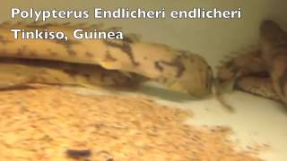 Polypterus Endlicheri Tinkiso Guinea