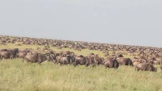 The Great Wildebeest Migration in Serengeti National Park, Tanzania.