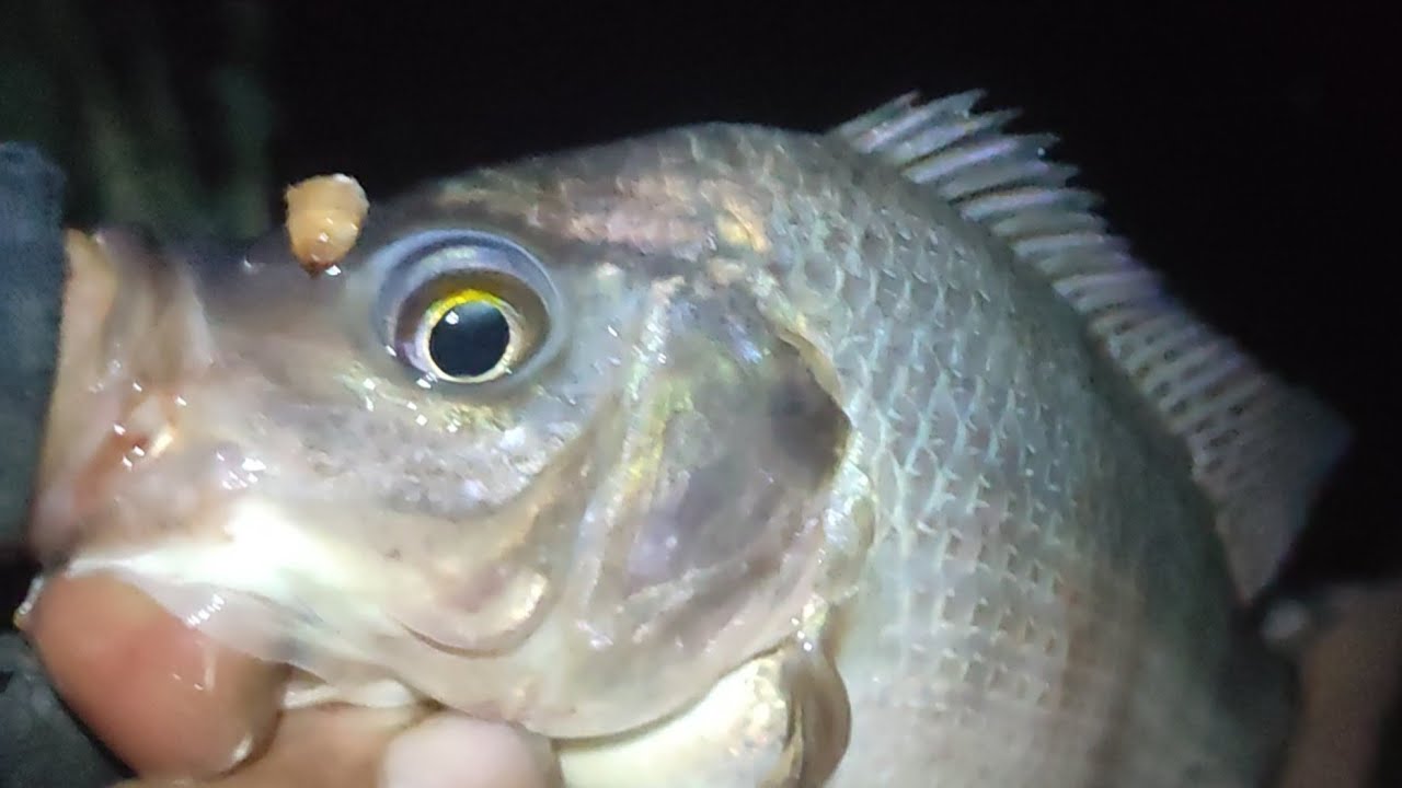 صيد سمك فاطمه النبويه قلبشو غله طعم يرقات #fishing #carpfishing #amazing #fish #صيد #سمك