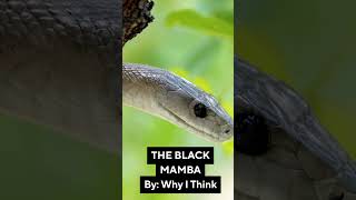 Ahaetulla nasuta vs Black Mamba.🐍#fyp #foryou #snake #WildlifeEducation #LearnOnTikTok #WIT