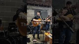 The Morgan Band. The old oak tree