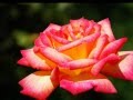 Andre Rieu The Red Rose Cafe 