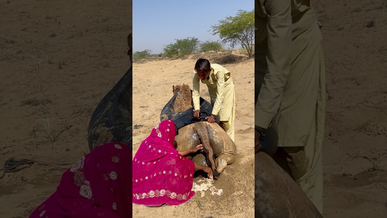 Desert Culture & Camel Life