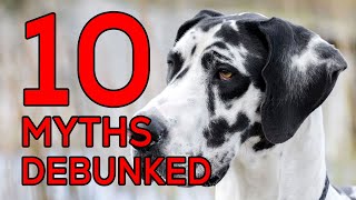 10 Great Dane Myths Debunked by Victor Van Buren 22 views 3 months ago 2 minutes, 52 seconds