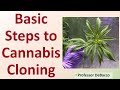 Basic steps to cannabis cloning
