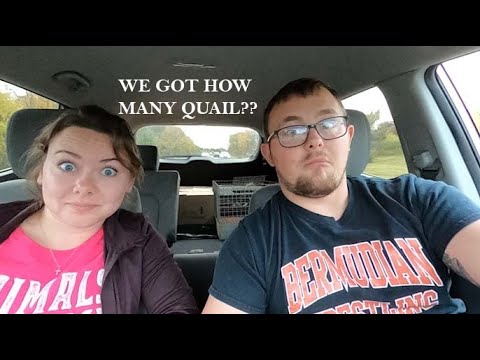 Getting Our Indoor Quail - Part 1