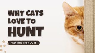 Why Cats Love to Hunt & How They Do it by Here Kitty Kitty 171 views 1 month ago 2 minutes, 1 second