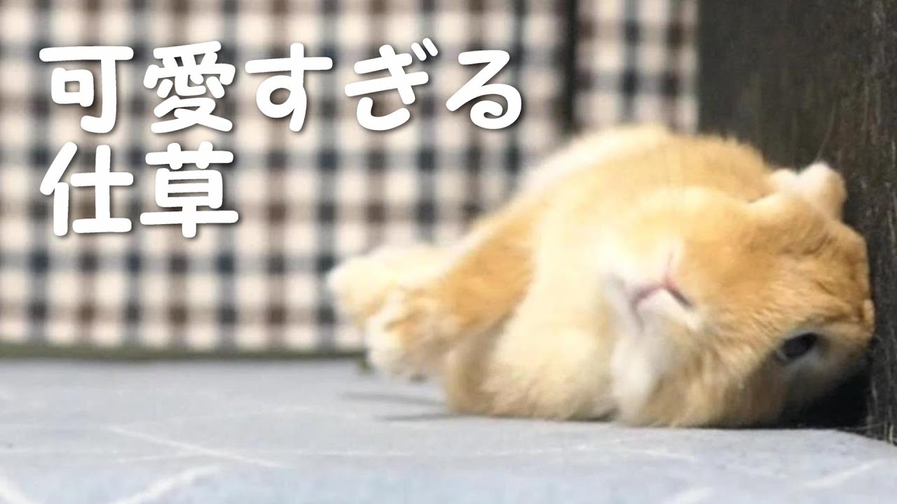うさぎの可愛すぎる仕草にkoされた飼い主 Youtube うさぎの可愛すぎる仕草にkoされた飼い主 Youtube