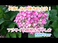 動画で家庭菜園『2018年ver アジサイの簡単な増やし方…失敗しない挿木の方法!』H30.6.30
