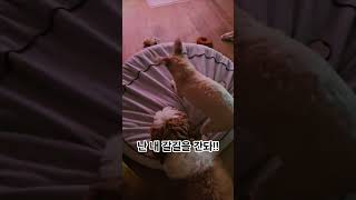 날 방해할 순 없지!! #애견영상 #shorts #강아지 #귀여운강아지 #방석파기 #puppy
