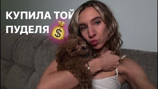 КУПИЛА СОБАКУ | ТОЙ - ПУДЕЛЬ | СЛОЖНОСТИ ПЕРВОГО МЕСЯЦА С СОБАКОЙ  🐾