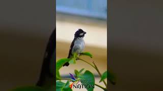 Beautiful Lined seedeater singing - Bigodinho Cantando #shorts #asmr #bird #birdsounds #birds screenshot 5