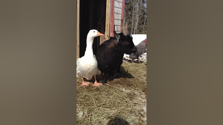 Goose and Goat