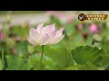 Beautiful relaxing music   stress relief  meditation music   doctors basket