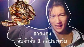 สายแดงจับจักจั่น 1 คลิปนะครับ #สายแดงนะครับ