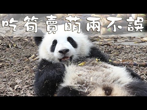 《熊貓早晚安》吃筍賣萌兩不誤 | iPanda熊貓頻道