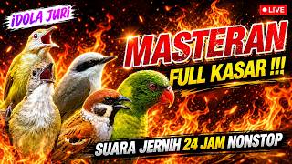 #9 MASTERAN MURAI BATU FULL ISIAN TEMBAKAN KASAR - 5 VARIASI BURUNG TERBAIK!