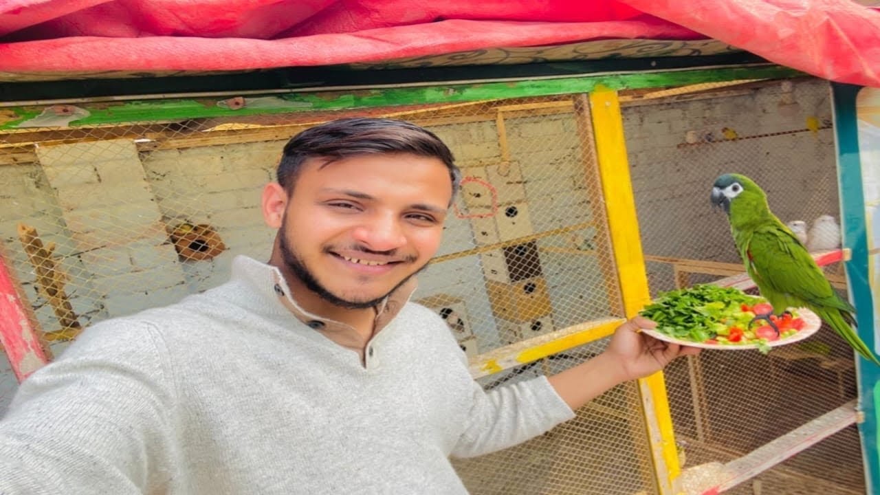 Bade Parrot Ke Liye Special Diet🍱