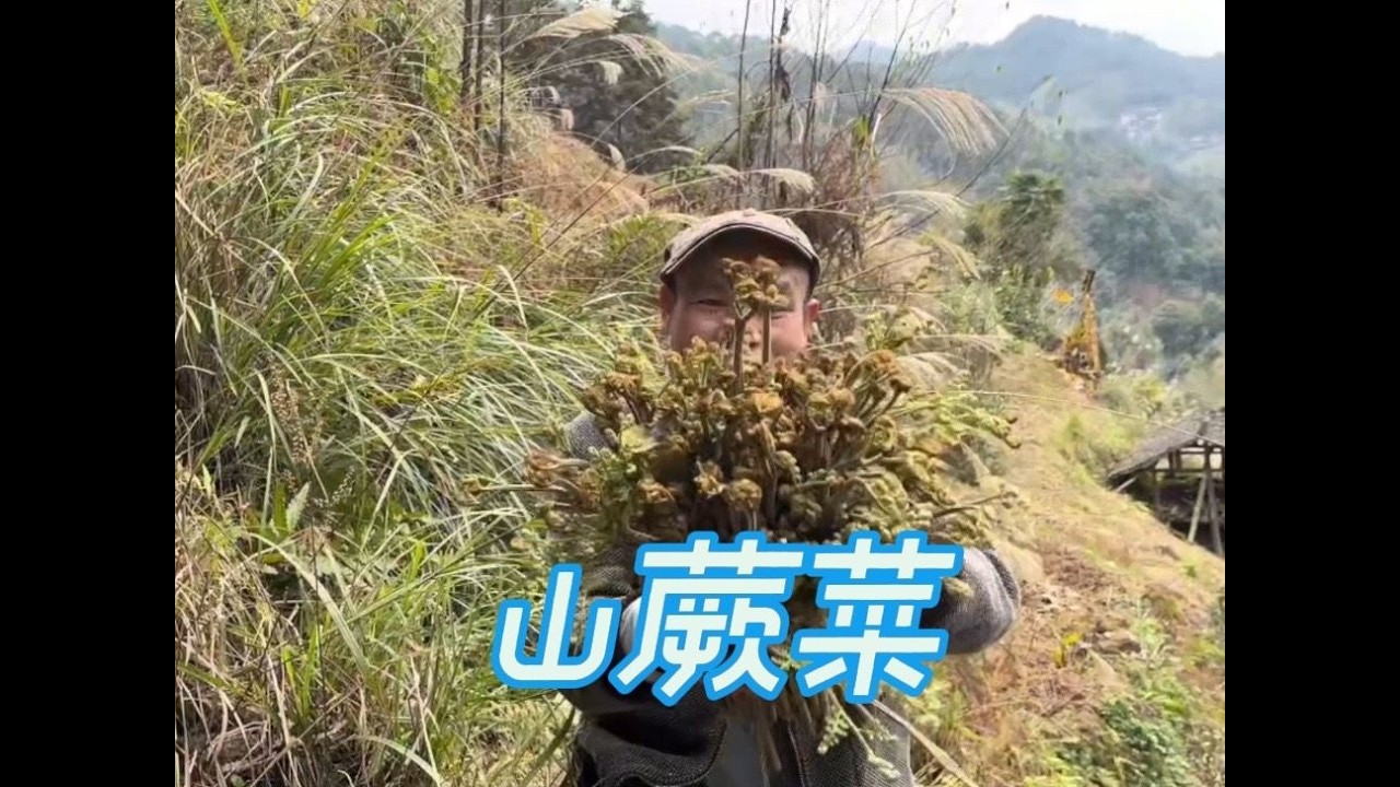山上的蕨菜又开始长了，小梁上山摘到一大把，摘得真过瘾。