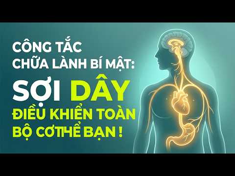 Dây Thần Kinh Phế Vị (Vagus Nerve) — Chuyện Gì Xảy Ra Khi Cơ Thể "Tự Chữa Lành"?