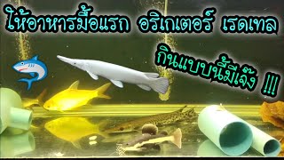 ให้อาหารมื้อแรก อริเกเตอร์ เรดเทล เพื่อนรัก .. กินแบบยับๆจุกๆไป ไม่เจ๊งก็ต้องเจ๊ง ฮ่าๆ