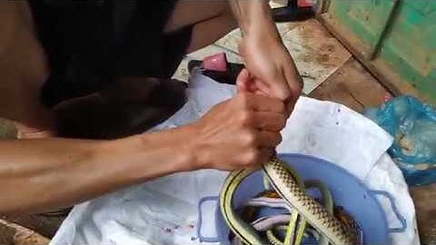 44- Cách lọc thịt rắn cho anh em nhậu - Lọc 1 cách hoàn hảo