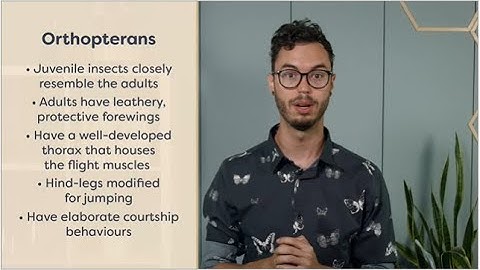 Major insect orders and their characteristics and identification | entomology lectures Module 01.06