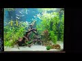 Juwel Lido 200 with Fluval Fx4 part 1.....First month......